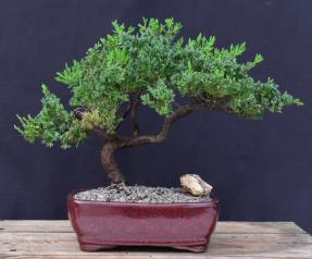 Juniper Bonsai Tree - Trained <br><i>(juniper procumbens nana)</i>