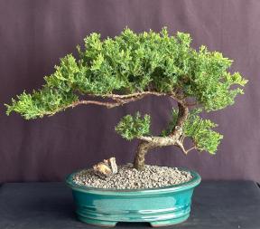 Juniper Bonsai Tree - Trained <br><i>(juniper procumbens nana)</i>