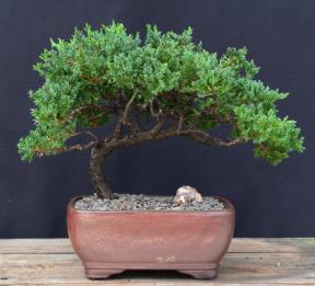 Juniper Bonsai Tree - Trained <br><i>(juniper procumbens nana)</i>