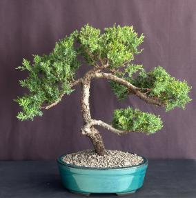 Juniper Bonsai Tree - Trained <br><i>(juniper procumbens nana)</i>