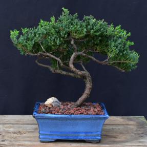 Juniper Bonsai Tree - Trained <br><i>(juniper procumbens nana)</i>