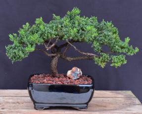 Juniper Bonsai Tree - Trained <br><i>(juniper procumbens nana)</i>