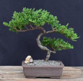 Juniper Bonsai Tree - Trained <br><i>(juniper procumbens nana)</i>