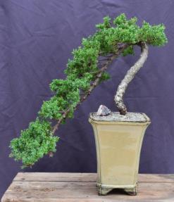 Juniper Bonsai Tree - Cascade Style<br><i>(juniper procumbens nana)</i>