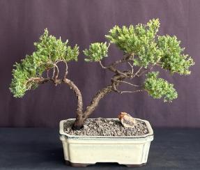 Juniper Bonsai Tree - Trained <br><i>(juniper procumbens nana)</i>