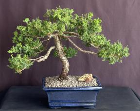 Juniper Bonsai Tree - Trained <br><i>(juniper procumbens nana)</i>