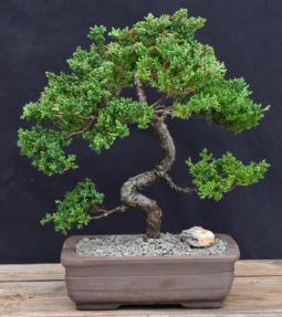 Juniper Bonsai Tree - Trained <br><i>(juniper procumbens nana)</i>