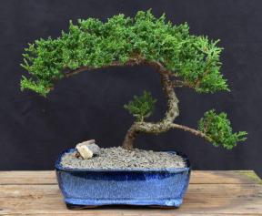 Juniper Bonsai Tree - Trained <br><i>(juniper procumbens nana)</i>