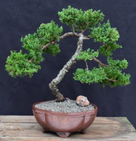 Juniper Bonsai Tree - Trained <br><i>(juniper procumbens nana)</i>