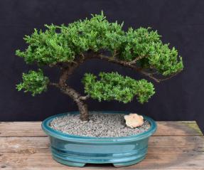 Juniper Bonsai Tree - Trained <br><i>(juniper procumbens nana)</i>