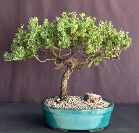 Juniper Bonsai Tree - Trained <br><i>(juniper procumbens nana)</i>