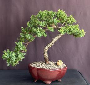 Juniper Bonsai Tree - Trained <br><i>(juniper procumbens nana)</i>