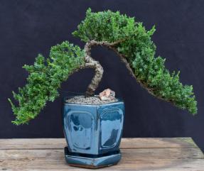 Juniper Bonsai Tree - Trained <br><i>(juniper procumbens nana)</i>