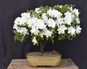 Flowering Delaware Valley White Azalea Bonsai Tree<br>(Azalea x 'Delaware Valley White' )