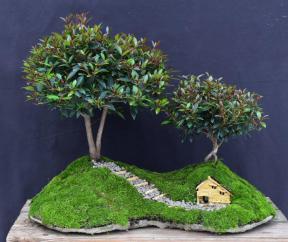 Flowering Brush Cherry Bonsai Tree<br>Double Tree Rock Slab Planting<br><i>(eugenia myrtifolia)</i>