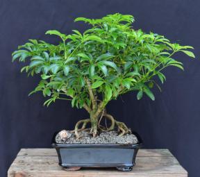 Hawaiian Umbrella Bonsai Tree<br><i>Banyan Style<br>(arboricola schefflera)