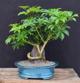 Hawaiian Umbrella Bonsai Tree<br>Coiled Trunk & Root Over Rock<br>(arboricola schfflera)