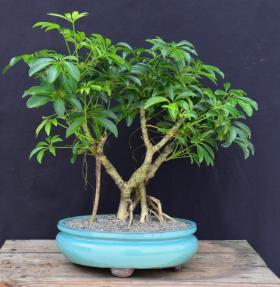 Hawaiian Umbrella Bonsai Tree<br>Banyan Style<br>(arboricola schfflera)