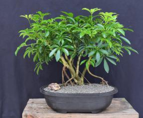 Hawaiian Umbrella Bonsai Tree<br>Banyan Style<br>(arboricola schfflera)