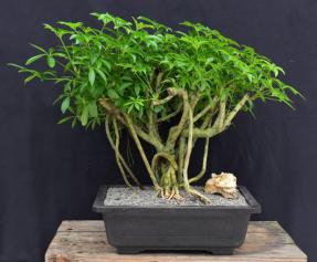 Hawaiian Umbrella Bonsai Tree<br>Banyan Style<br>(arboricola schfflera)