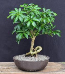 Hawaiian Umbrella Bonsai Tree<br>Coiled Trunk Style <br><i>(Arboricola Schefflera 'Luseanne')</i>