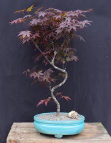Japanese Red Maple Bonsai Tree<br>Curved Trunk Style<br><i>(acer palmatum 'atropurpureum')</i>