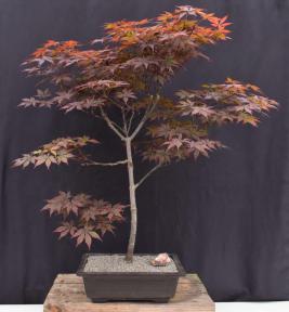 Trained Japanese Red Maple Bonsai Tree<br><i>(acer palmatum 'atropurpureum')</i>