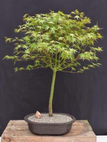 Trained Japanese Green Maple Bonsai Tree <br><i>(acer palmatum)</i>