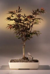 Japanese Maple Bonsai Tree 