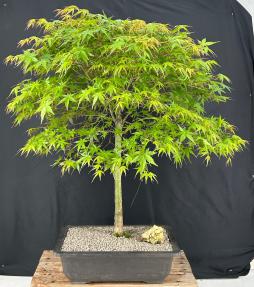 Trained Japanese Green Maple Bonsai Tree <br><i>(acer palmatum)</i>