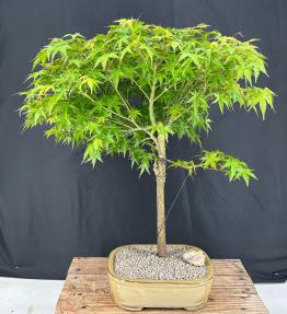 Trained Japanese Green Maple Bonsai Tree <br><i>(acer palmatum)</i>