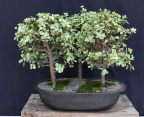Variegated Baby Jade Bonsai Tree<br>Three (3) Tree Forest Group<br>(portulacaria afra variegata)