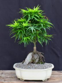Japanese Green Maple Bonsai Tree<br>Root Over Rock Style<br><i>(acer palmatum 'Mikawa Yatsubusa')</i>