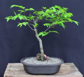 European Hornbeam Bonsai Tree<br>Root Over Rock<br><i>(carpinus betulus)</i>