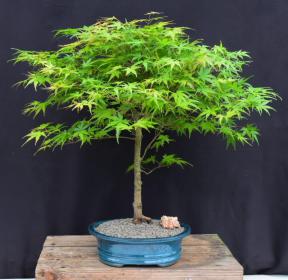 Trained Japanese Green Maple Bonsai Tree <br><i>(acer palmatum)</i>
