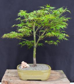 Trained Japanese Green Maple Bonsai Tree <br><i>(acer palmatum)</i>