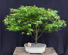 Trained Japanese Green Maple Bonsai Tree <br><i>(acer palmatum)</i>