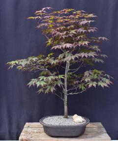 Trained Japanese Red Maple Bonsai Tree<br><i>(acer palmatum 'atropurpureum')</i>