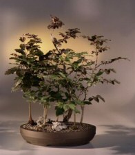 Copper Beech Bonsai Tree<br><i>(fagus sylvatica 'purpurea')</i>