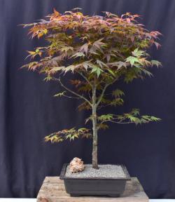 Trained Japanese Red Maple Bonsai Tree<br><i>(acer palmatum 'atropurpureum')</i>
