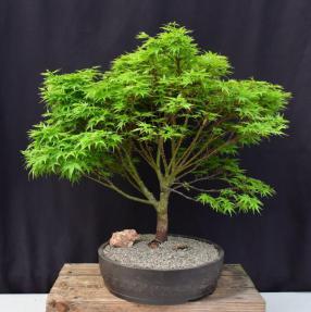 Dwarf Japanese Maple Bonsai Tree<br><i>(acer palmatum 'sharps pygme')</i>