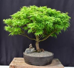 Dwarf Japanese Maple Bonsai Tree<br><i>(acer palmatum 'sharps pygme')</i>