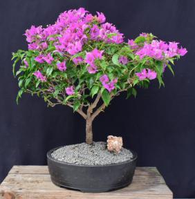 Flowering Purple Bougainvillea Bonsai Tree<br><i>(Bougainvillea Spectabilis)</i>