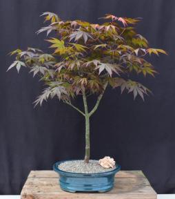 Trained Japanese Red Maple Bonsai Tree<br><i>(acer palmatum 'atropurpureum')</i>