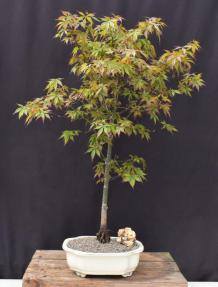 Trained Japanese Green Maple Bonsai Tree <br><i>(acer palmatum)</i>