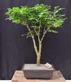 Flowering Burning Bush Bonsai Tree<br><i>(euonymous)</i>