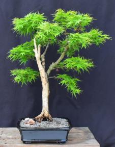 Dwarf Japanese Maple Bonsai Tree<br>Trained with Jin & Shari<br><i>(acer palmatum 'sharps pygme')</i>