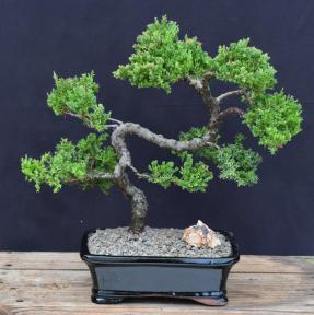 Juniper Bonsai Tree - Trained <br><i>(juniper procumbens nana)</i>