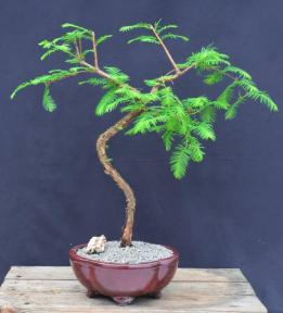 Trained Redwood Bonsai Tree<br><i>(metasequoia glyptostroboides)</i>