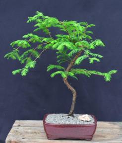 Trained Redwood Bonsai Tree<br><i>(metasequoia glyptostroboides)</i>